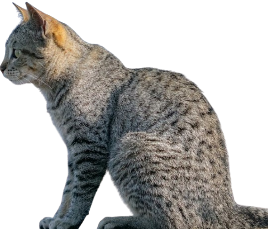 Productos para gatos