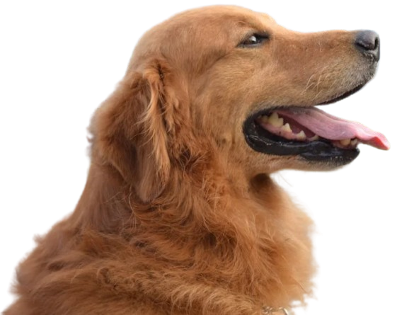 Productos para perros