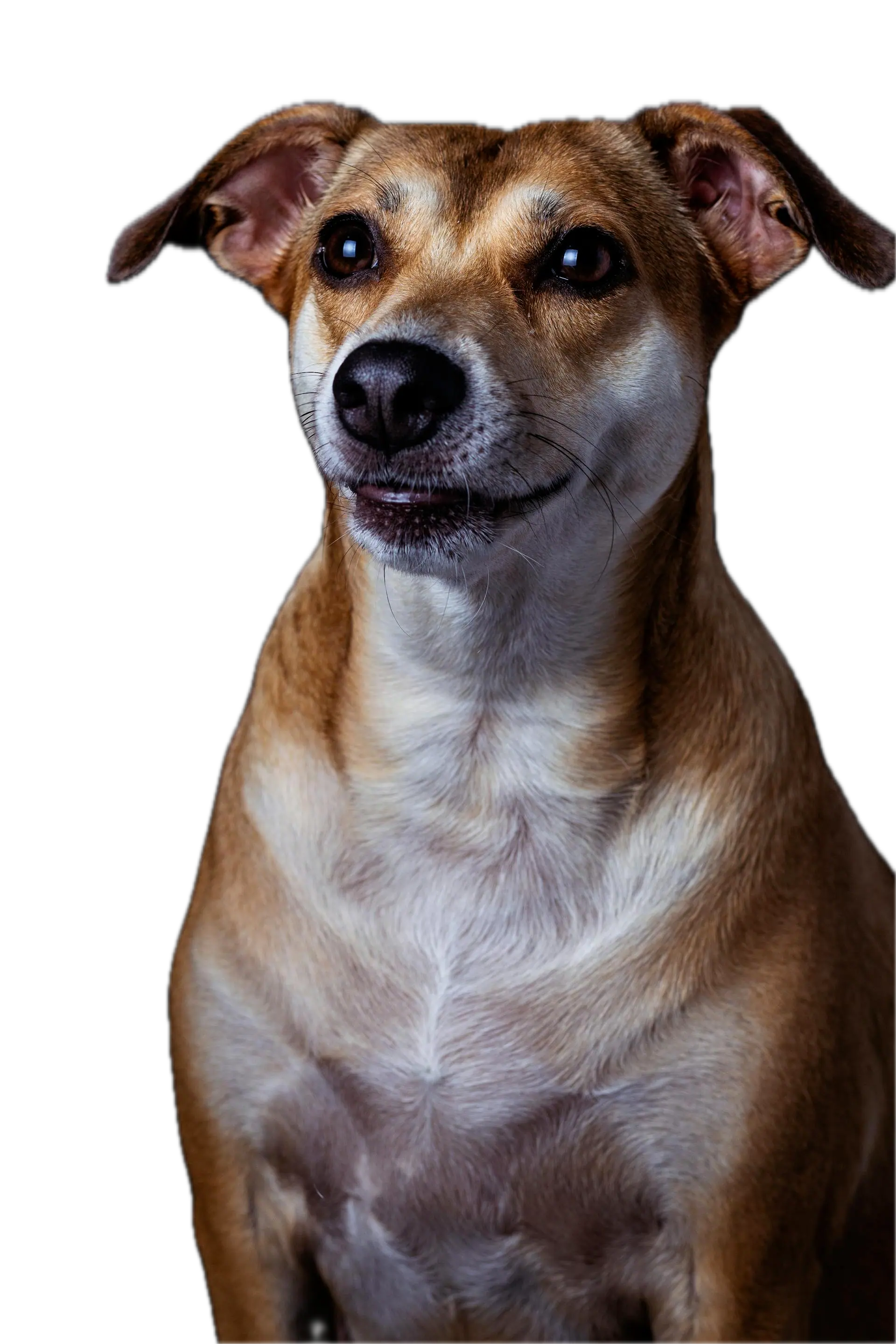 Hero Dog